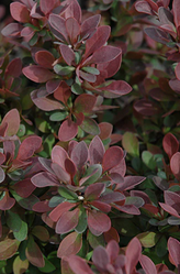 Royal Burgundy Barberry made by here at Twin Oaks Nursery & Supply