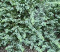 Silver Mist Juniper made by here at Twin Oaks Nursery & Supply