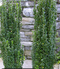 Sky Pencil Holly made by here at Twin Oaks Nursery & Supply