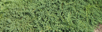 Procumbens Juniper (Nana/Greenmound) made by here at Twin Oaks Nursery & Supply