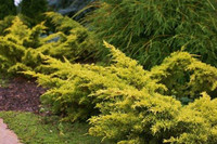 Saybrook Gold Juniper is here at  Twin Oaks Nursery & Supply in Denison & Sherman Tx