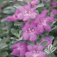 Renegade Texas Sage made by here at Twin Oaks Nursery & Supply