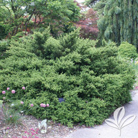 Pringles Dwarf Podocarpus Yew made by here at Twin Oaks Nursery & Supply