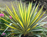 Yucca filamentosa 'Color Guard'