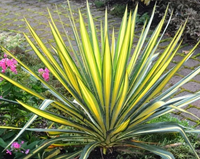 Yucca filamentosa 'Color Guard'