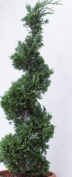 Spiral Blue Point Juniper made by here at Twin Oaks Nursery & Supply