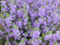 Texas Sage 'Lynn's Legacy' made by here at Twin Oaks Nursery & Supply