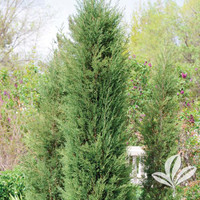 Taylor Juniper made by here at Twin Oaks Nursery & Supply
