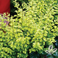 Sunshine Ligustrum made by here at Twin Oaks Nursery & Supply