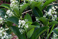 Sweet Viburnum made by here at Twin Oaks Nursery & Supply