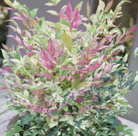 Twilight Nandina made by here at Twin Oaks Nursery & Supply