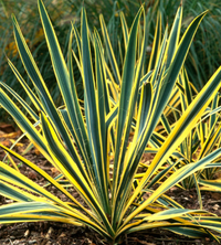 Yucca filamentosa 'Bright Edge'