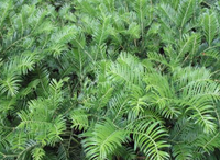 Spreading Japanese Plum Yew made by here at Twin Oaks Nursery & Supply