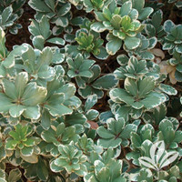 Variegated Pittosporum is here at  Twin Oaks Nursery & Supply in Denison & Sherman Tx