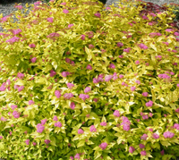 Spirea 'Goldmound' made by here at Twin Oaks Nursery & Supply