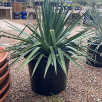 Soft Leaf Yucca made by here at Twin Oaks Nursery & Supply