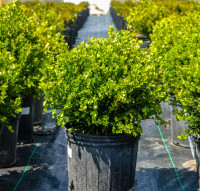 Wintergreen Boxwood