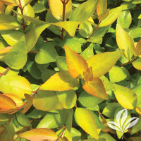 Twist of Lime Abelia made by here at Twin Oaks Nursery & Supply