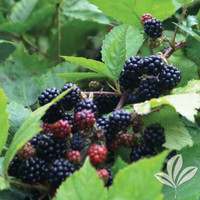 Blackberry