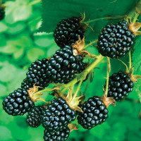 Blackberry