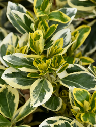 Chollipo Euonymus made by here at Twin Oaks Nursery & Supply