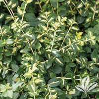 Moonshadow Euonymus made by here at Twin Oaks Nursery & Supply