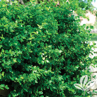 Manhattan Euonymus made by here at Twin Oaks Nursery & Supply