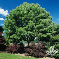 Arizona Ash made by here at Twin Oaks Nursery & Supply