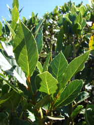 Bay Laurel made by here at Twin Oaks Nursery & Supply
