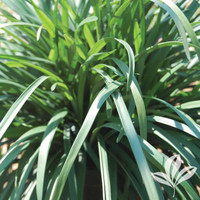 Big or Super Blue Liriope made by here at Twin Oaks Nursery & Supply