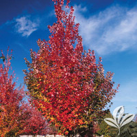 Autumn Blaze Maple made by here at Twin Oaks Nursery & Supply