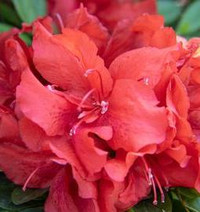 Bloom-A-Thon Firebrick Fame Azalea, vibrant orange-red azalea flowers in full bloom.