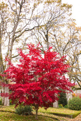 Bloodgood Japanese Red Maple