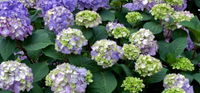 Bloomstruck Endless Summer Hydrangea made by here at Twin Oaks Nursery & Supply