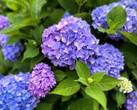 Bloomstruck Endless Summer Hydrangea