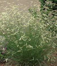 Blonde Ambition Blue Grama Grass