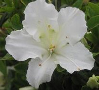 Bloom-A-Thon Pearl Azalea, Close-up of white flowering azalea shrub with lush green foliage