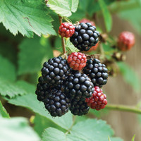 Austin Dewberry made by here at Twin Oaks Nursery & Supply