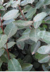 Elaeagnus 'Glen St. Mary' made by here at Twin Oaks Nursery & Supply
