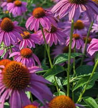 Coneflower - Echinacea - Assorted Varieties, colorful purple and orange coneflowers in a garden setting.