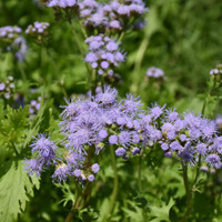 Gregg's Mistflower made by here at Twin Oaks Nursery & Supply