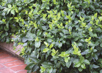 Euonymus 'Coloratus' (Wintercreeper)