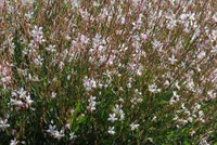  Perennials Twin Oaks Nursery & Supply