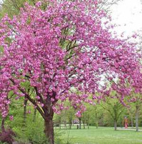  Ornamental & Flowering Trees Twin Oaks Nursery & Supply