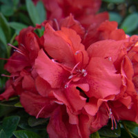 Ever After Ruby Azalea is here at  Twin Oaks Nursery & Supply in Denison & Sherman Tx