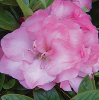 Ever After Blush Azalea made by here at Twin Oaks Nursery & Supply