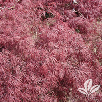 Crimson Queen Japanese Red Maple made by here at Twin Oaks Nursery & Supply