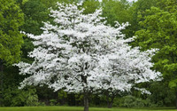 Cherokee Princess Dogwood made by here at Twin Oaks Nursery & Supply