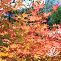 Coral Bark Japanese Maple made by here at Twin Oaks Nursery & Supply