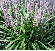 Emerald Goddess Liriope